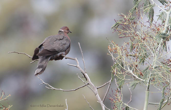 Chilean Pigeon (Columba araucana) photo