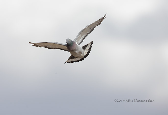 Hill Pigeon (Columba rupestris) photo