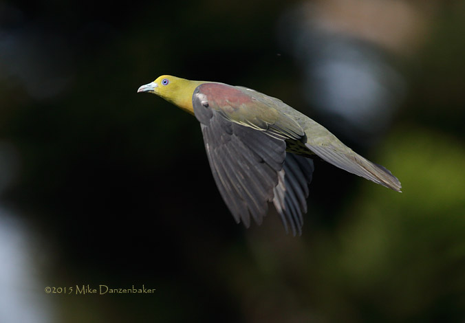 White-bellied Green Pigeon (Treron sieboldii) photo