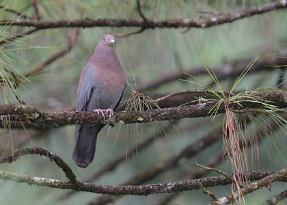 Red-billed Pigeon (Columba flavirostris) photo