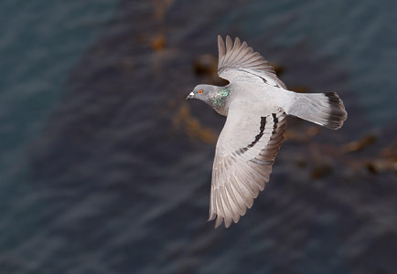 Rock Pigeon (Columba livia) photo