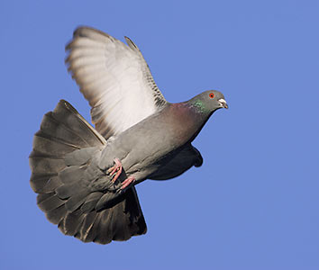 Rock Pigeon (Columba livia) photo