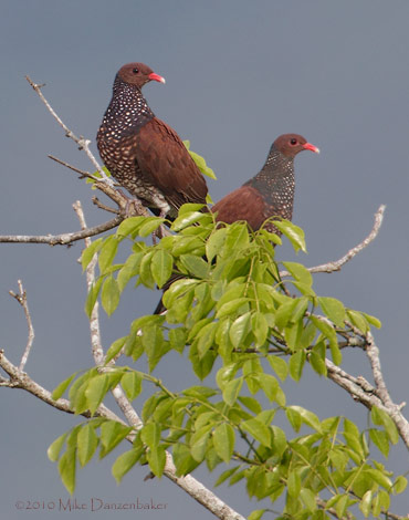 Scaled Pigeon (Columba speciosa) photo