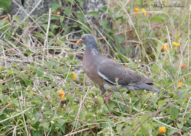 Common Wood Pigeon (Columba palumbus) photo