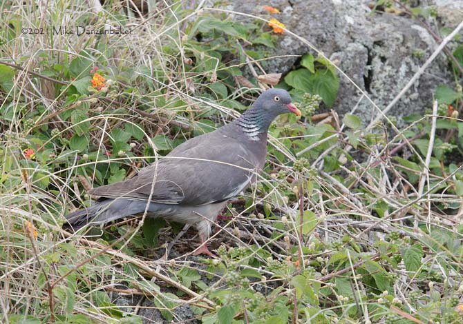 Common Wood Pigeon (Columba palumbus) photo