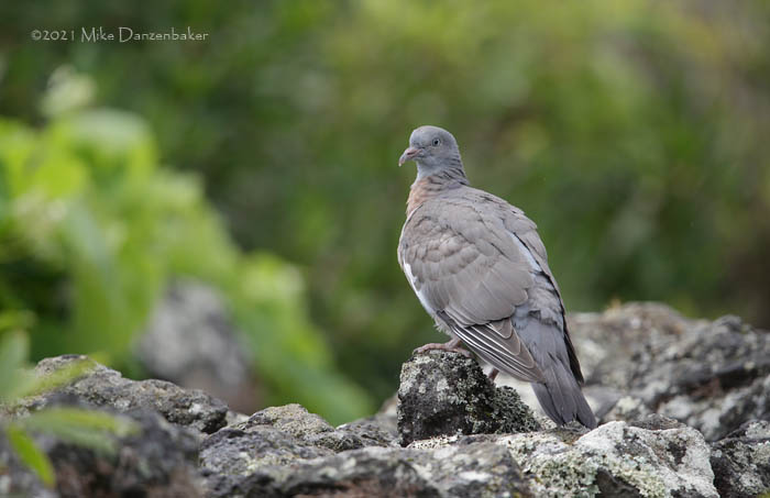 Common Wood Pigeon (Columba palumbus) photo