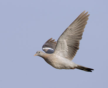 Wood Pigeon (Columba palumbus) photo