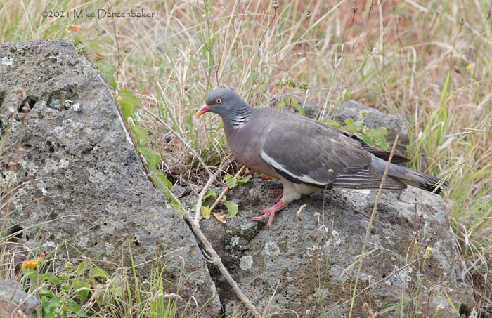 Common Wood Pigeon (Columba palumbus) photo
