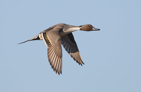 Northern Pintail (Anas acuta) photo