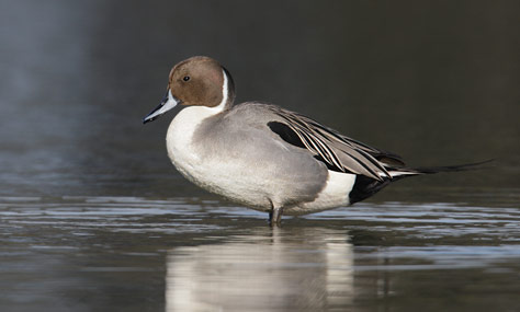 Northern Pintail (Anas acuta) photo