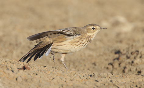 Buff-bellied (American) Pipit (Anthus rubescens) photo