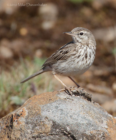 Berthelot's Pipit (Anthus berthelotii) photo