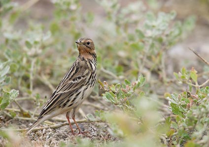 Red-throated Pipit (Anthus cervinus) photo