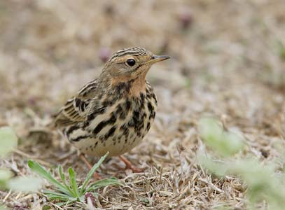 Red-throated Pipit (Anthus cervinus) photo
