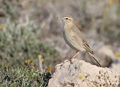 Tawny Pipit (Anthus campestris) photo
