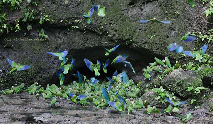 Cobalt-winged Parakeet (Brotogeris cyanoptera) photo