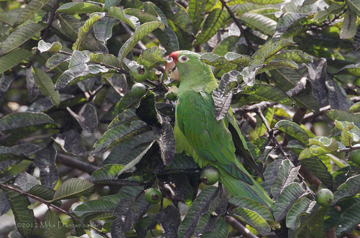 Finsch's Parakeet (Aratinga finschi) photo