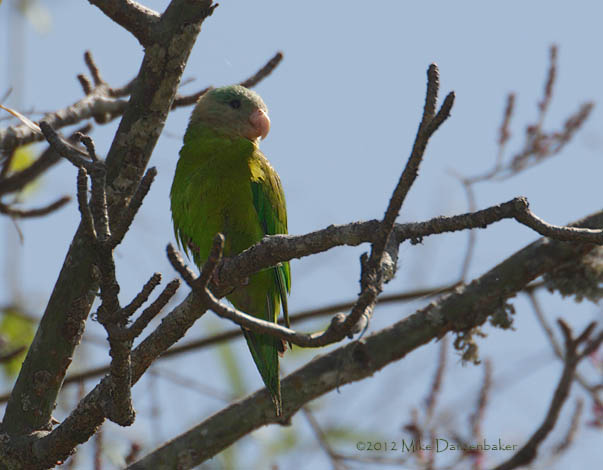 Gray-cheeked Parakeet (Brotogeris pyrrhoptera) photo