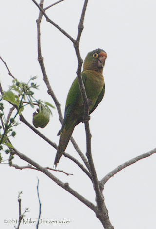 Orange-fronted Parakeet (Aratinga canicularis) photo