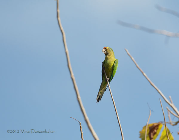 Orange-fronted Parakeet (Aratinga canicularis) photo