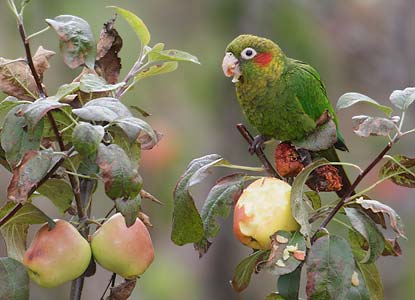 Sulfur-winged Parakeet (Pyrrhura hoffmanni) photo