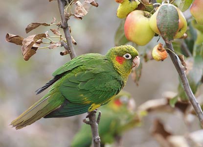 Sulfur-winged Parakeet (Pyrrhura hoffmanni) photo
