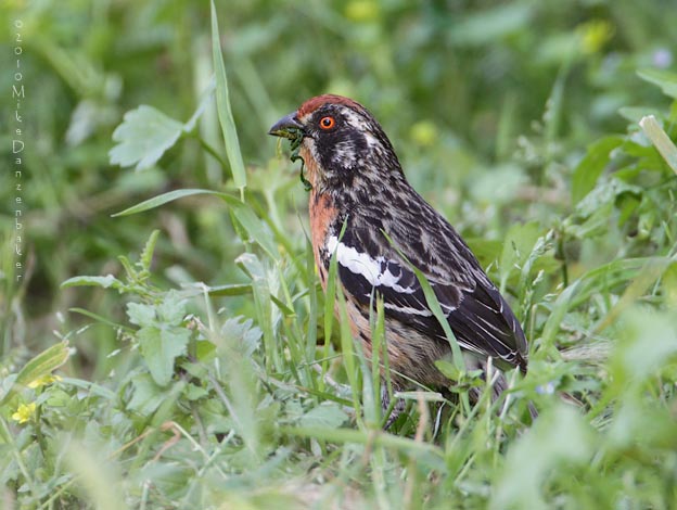 Rufous-tailed Plantcutter (Phytotoma rara) photo