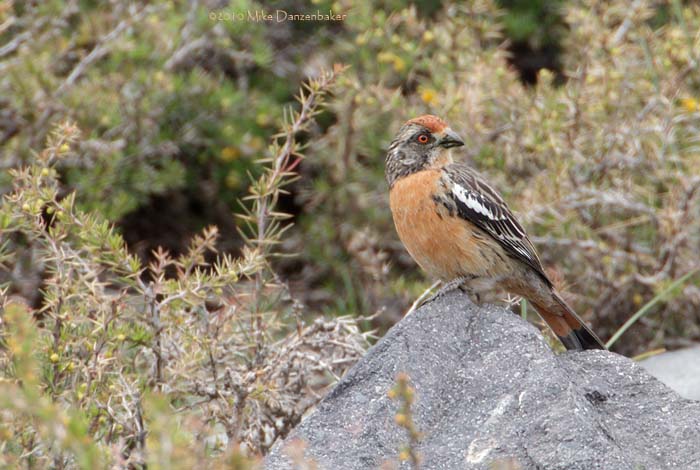 Rufous-tailed Plantcutter (Phytotoma rara) photo