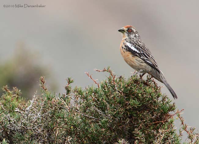 Rufous-tailed Plantcutter (Phytotoma rara) photo