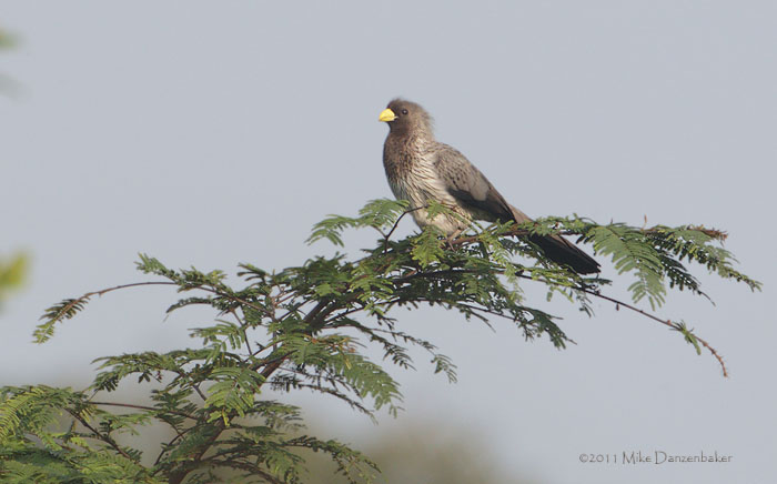 Western Plantain-eater (Crinifer piscator) photo