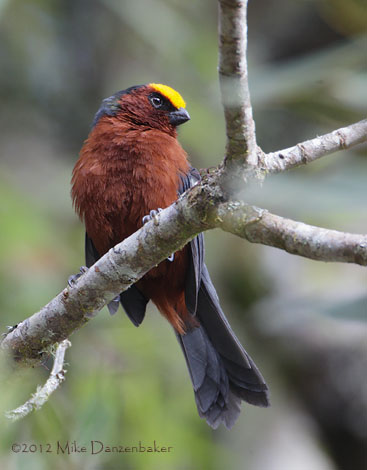Plushcap (Catamblyrhynchus diadema) photo