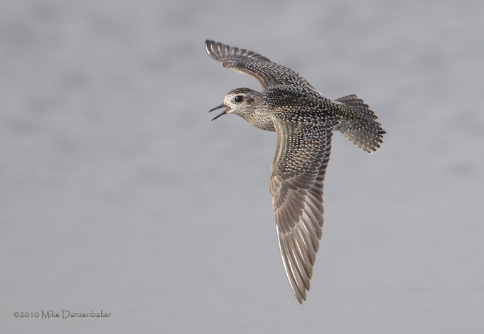 American Golden-Plover (Pluvialis dominica) photo