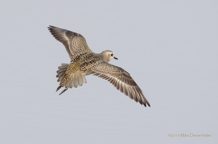 American Golden-Plover (Pluvialis dominica) photo