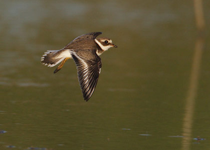 Common Ringed Plover (Charadrius hiaticula) photo