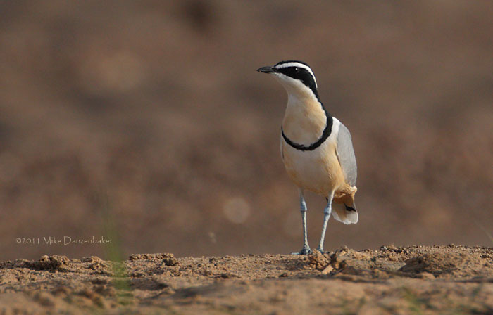 Egyptian Plover (Pluvianus aegyptius) photo