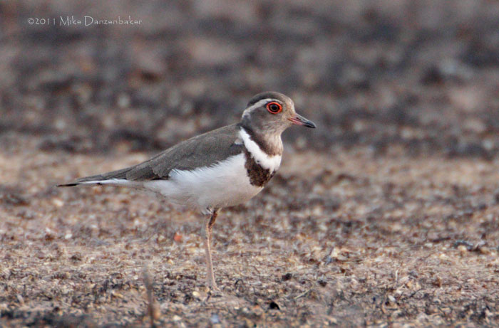 Forbes's Plover (Charadrius forbesi) photo