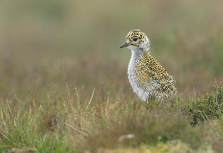 European Golden-Plover (Pluvialis apricaria) photo