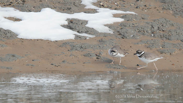 Long-billed Plover (Charadrius placidus) photo