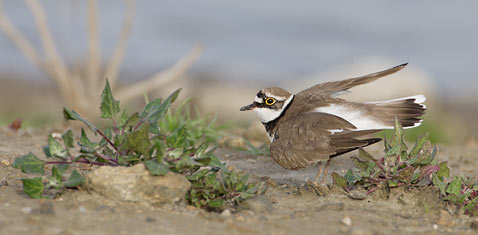 Little Ringed Plover (Charadrius dubius) photo