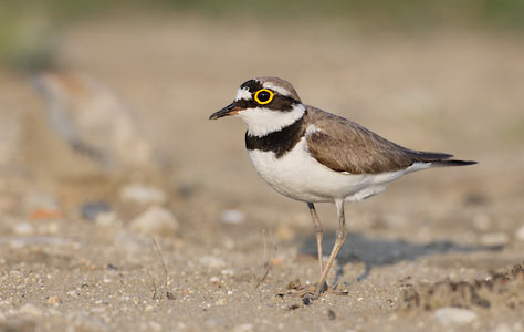 Little Ringed Plover (Charadrius dubius) photo