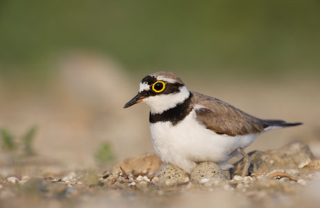 Little Ringed Plover (Charadrius dubius) photo