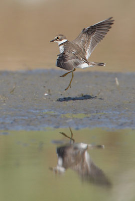 Little Ringed Plover (Charadrius dubius) photo