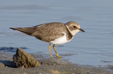 Little Ringed Plover (Charadrius dubius) photo