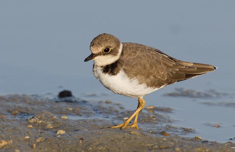 Little Ringed Plover (Charadrius dubius) photo