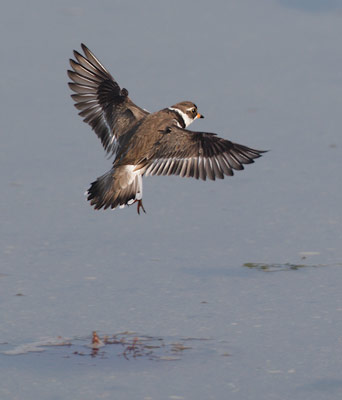 Semipalmated Plover (Charadrius semipalmatus) photo