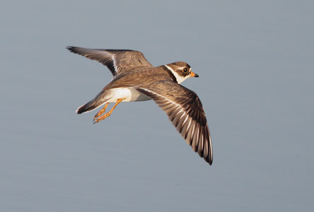 Semipalmated Plover (Charadrius semipalmatus) photo