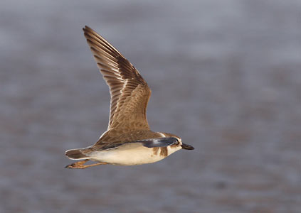 Wilson's Plover (Charadrius wilsonia) photo