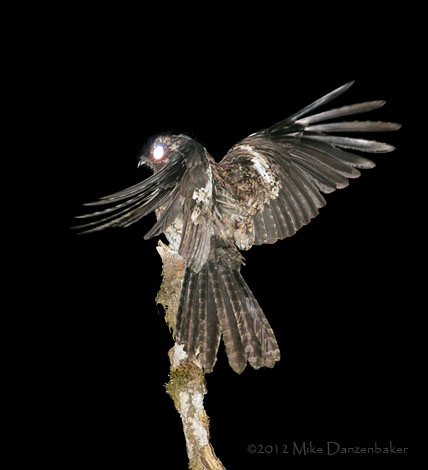 Andean Potoo (Nyctibius maculosus) photo