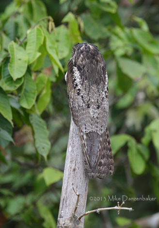 Common Potoo (Nyctibius griseus) photo