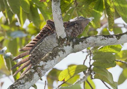 Great Potoo (Nyctibius grandis) photo